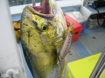 プロショップオオツカ ソルトウォーター部門 ブログ写真 2009/07/30