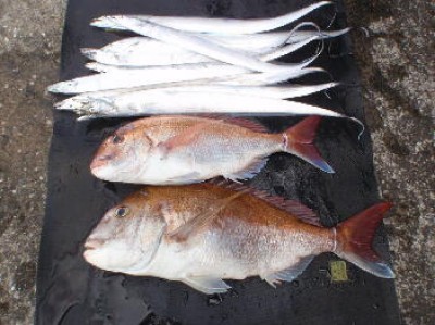 プロショップオオツカ ソルトウォーター部門 ブログ写真 2009/08/02