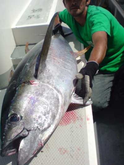 プロショップオオツカ ソルトウォーター部門 ブログ写真 2009/08/28