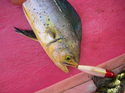 プロショップオオツカ ソルトウォーター部門 ブログ写真 2009/09/04