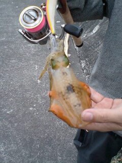 プロショップオオツカ ソルトウォーター部門 ブログ写真 2009/09/23