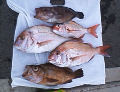 プロショップオオツカ ソルトウォーター部門 ブログ写真 2009/10/21