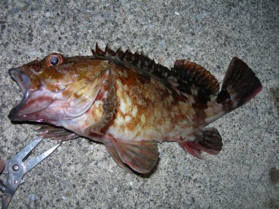 プロショップオオツカ ソルトウォーター部門 ブログ写真 2009/11/15