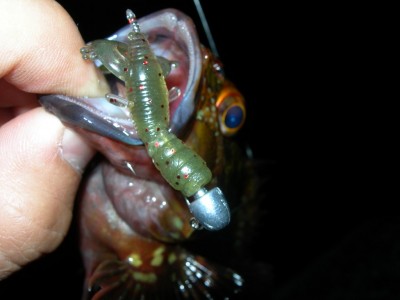 プロショップオオツカ ソルトウォーター部門 ブログ写真 2009/11/15