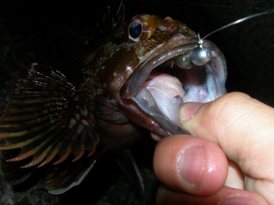 プロショップオオツカ ソルトウォーター部門 ブログ写真 2009/11/15