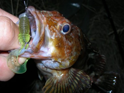 プロショップオオツカ ソルトウォーター部門 ブログ写真 2009/11/15