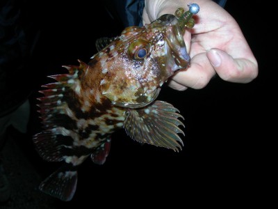 プロショップオオツカ ソルトウォーター部門 ブログ写真 2009/11/15