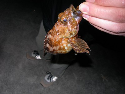 プロショップオオツカ ソルトウォーター部門 ブログ写真 2009/11/15