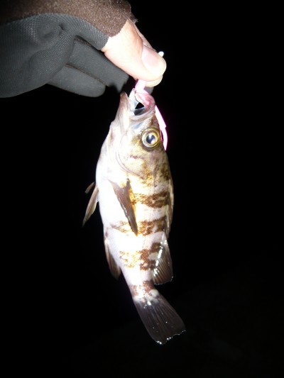 プロショップオオツカ ソルトウォーター部門 ネット通信販売 ブログ写真 2009/12/17