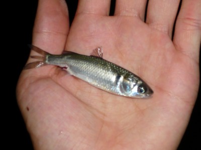 プロショップオオツカ ソルトウォーター部門 ネット通信販売 ブログ写真 2010/08/05