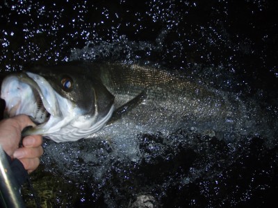 プロショップオオツカ ソルトウォーター部門 ネット通信販売 ブログ写真 2010/10/06