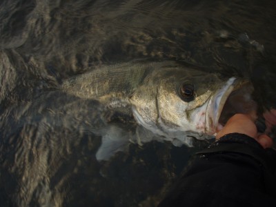 プロショップオオツカ ソルトウォーター部門 ネット通信販売 ブログ写真 2010/10/06