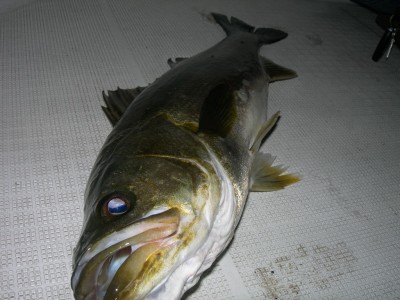 プロショップオオツカ ソルトウォーター部門 ネット通信販売 ブログ写真 2010/10/06