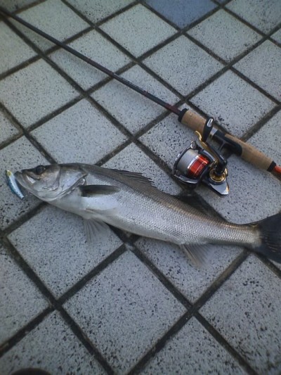 プロショップオオツカ ソルトウォーター部門 ネット通信販売 ブログ写真 2010/11/06