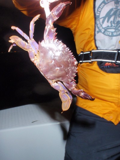 プロショップオオツカ ソルトウォーター部門 ネット通信販売 ブログ写真 2010/12/12