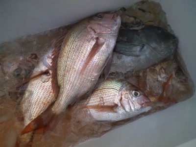 プロショップオオツカ ソルトウォーター部門 ネット通信販売 ブログ写真 2010/12/12