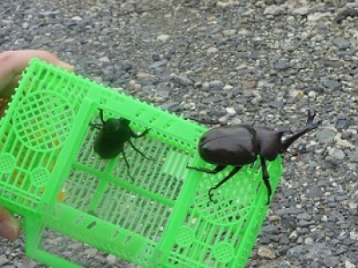 プロショップオオツカ ソルトウォーター部門 ネット通信販売 ブログ写真 2011/08/05