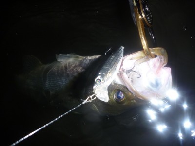 プロショップオオツカ ソルトウォーター部門 ネット通信販売 ブログ写真 2011/08/05