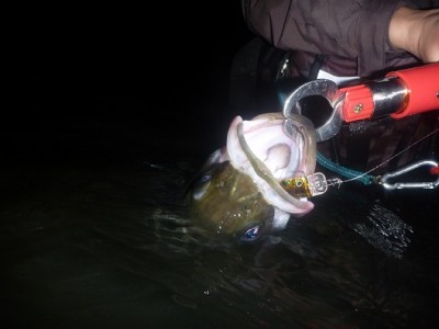 プロショップオオツカ ソルトウォーター部門 ネット通信販売 ブログ写真 2011/08/05