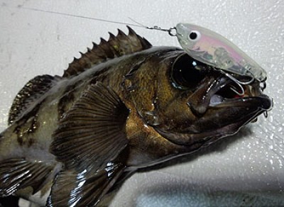 プロショップオオツカ ソルトウォーター部門 ネット通信販売 ブログ写真 2013/01/10