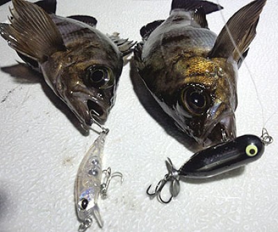 プロショップオオツカ ソルトウォーター部門 ネット通信販売 ブログ写真 2013/01/10