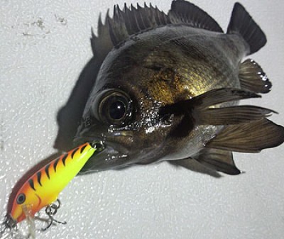 プロショップオオツカ ソルトウォーター部門 ネット通信販売 ブログ写真 2013/01/10