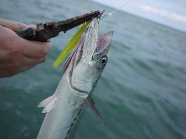 プロショップオオツカ ソルトウォーター部門 ネット通信販売 ブログ写真 2013/04/07