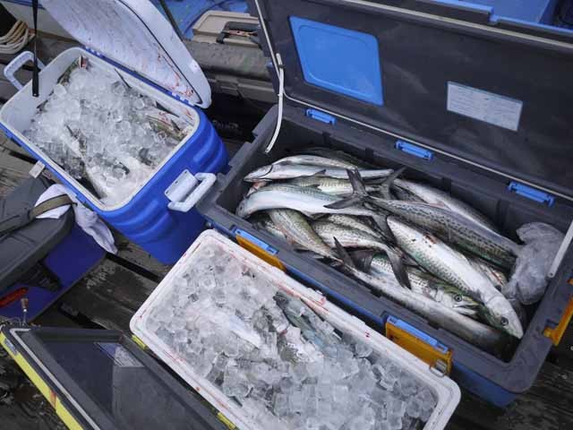 プロショップオオツカ ソルトウォーター部門 ネット通信販売 ブログ写真 2013/04/07