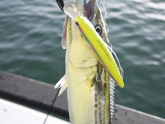 プロショップオオツカ ソルトウォーター部門 ネット通信販売 ブログ写真 2013/04/17