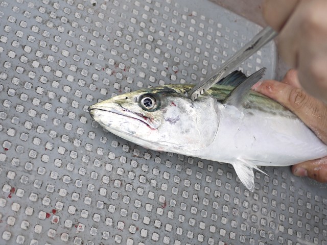 プロショップオオツカ ソルトウォーター部門 ネット通信販売 ブログ写真 2013/04/17