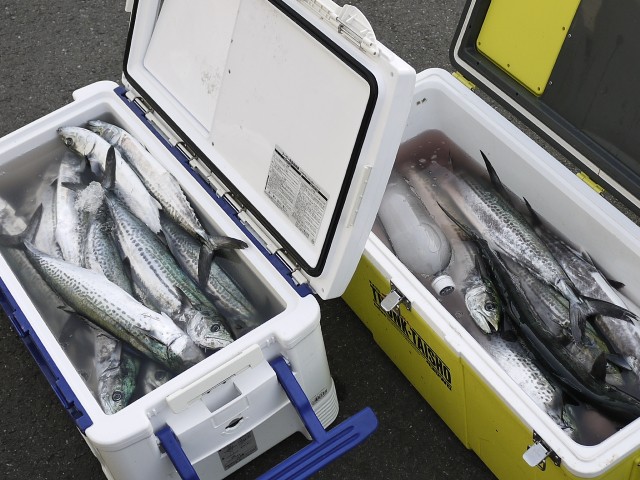 プロショップオオツカ ソルトウォーター部門 ネット通信販売 ブログ写真 2013/04/17