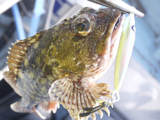 プロショップオオツカ ソルトウォーター部門 ネット通信販売 ブログ写真 2013/05/16