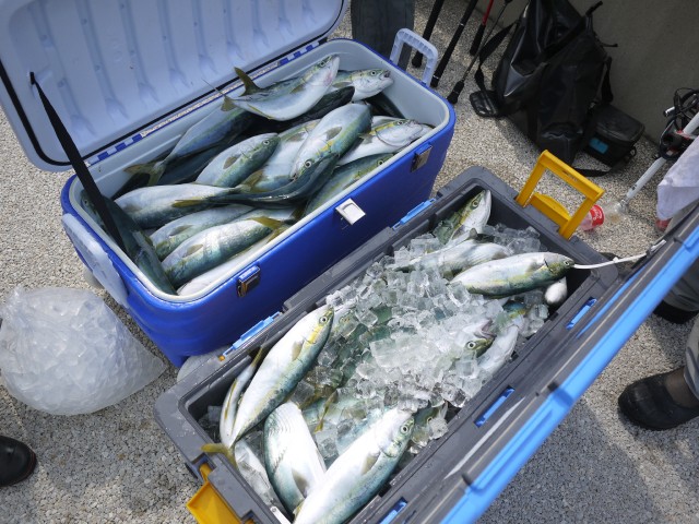 プロショップオオツカ ソルトウォーター部門 ネット通信販売 ブログ写真 2013/05/16