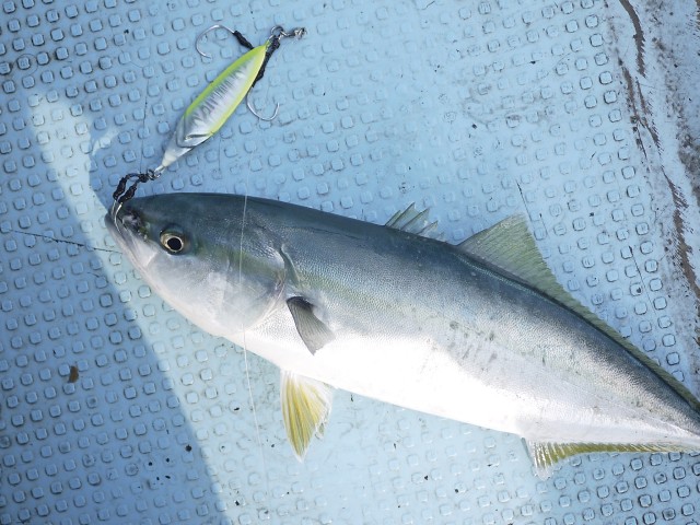 プロショップオオツカ ソルトウォーター部門 ネット通信販売 ブログ写真 2013/05/16