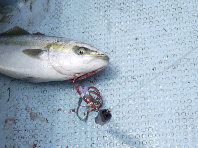 プロショップオオツカ ソルトウォーター部門 ネット通信販売 ブログ写真 2013/05/16