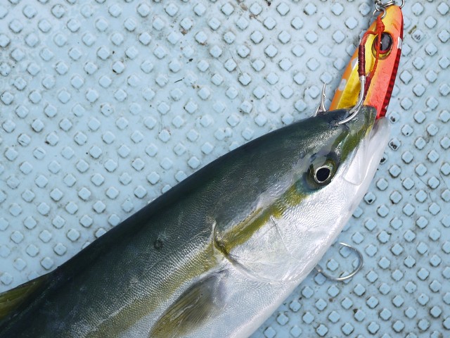 プロショップオオツカ ソルトウォーター部門 ネット通信販売 ブログ写真 2013/05/16