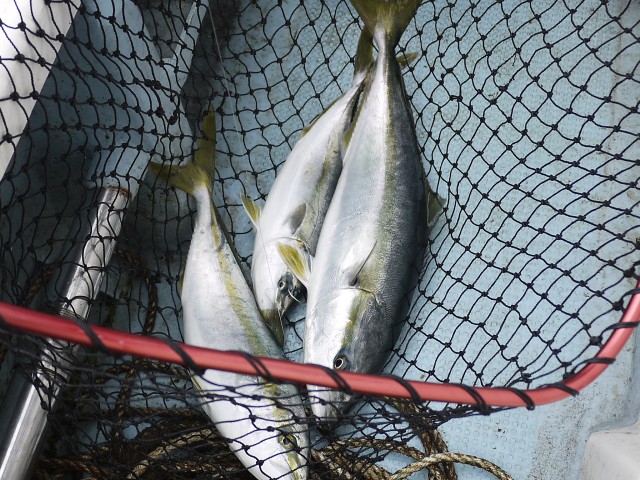 プロショップオオツカ ソルトウォーター部門 ネット通信販売 ブログ写真 2013/05/16