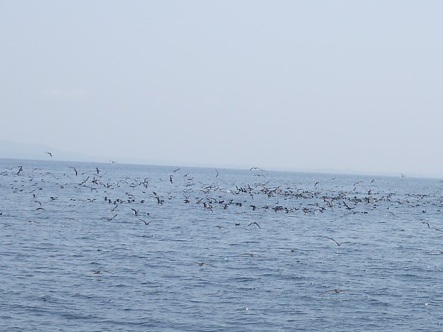 プロショップオオツカ ソルトウォーター部門 ネット通信販売 ブログ写真 2013/06/05