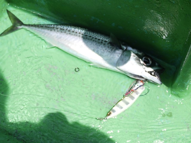 プロショップオオツカ ソルトウォーター部門 ネット通信販売 ブログ写真 2013/06/05