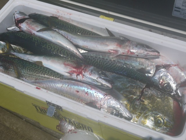 プロショップオオツカ ソルトウォーター部門 ネット通信販売 ブログ写真 2013/06/05