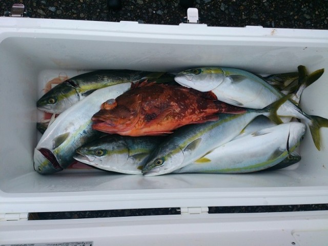 プロショップオオツカ ソルトウォーター部門 ネット通信販売 ブログ写真 2013/12/19