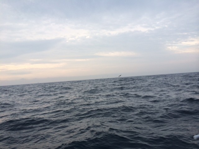 プロショップオオツカ ソルトウォーター部門 ネット通信販売 ブログ写真 2014/08/14