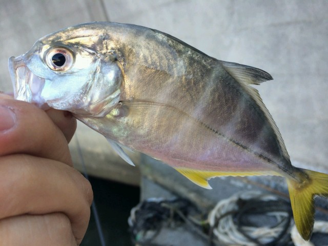 プロショップオオツカ ソルトウォーター部門 ネット通信販売 ブログ写真 2014/09/03