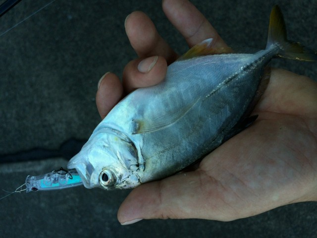 プロショップオオツカ ソルトウォーター部門 ネット通信販売 ブログ写真 2014/09/03