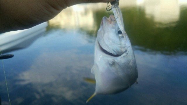 プロショップオオツカ ソルトウォーター部門 ネット通信販売 ブログ写真 2014/09/03