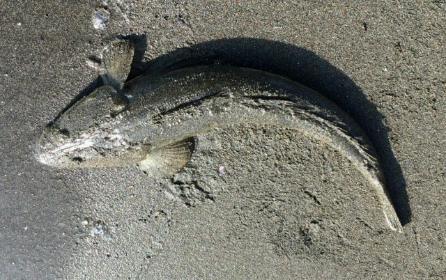 プロショップオオツカ ソルトウォーター部門 ネット通信販売 ブログ写真 2014/09/03