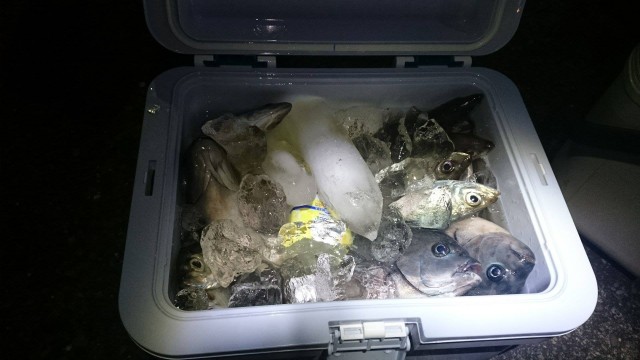 プロショップオオツカ ソルトウォーター部門 ネット通信販売 ブログ写真 2014/12/14