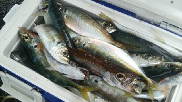 プロショップオオツカ ソルトウォーター部門 ネット通信販売 ブログ写真 2014/12/17