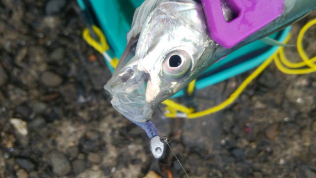 プロショップオオツカ ソルトウォーター部門 ネット通信販売 ブログ写真 2014/12/17