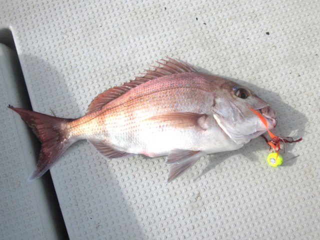 プロショップオオツカ ソルトウォーター部門 ネット通信販売 ブログ写真 2016/10/01